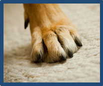 Carpet Stain Removal